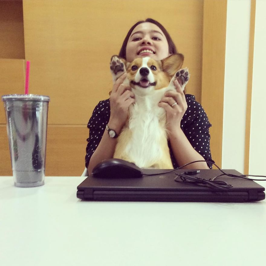 Company Allows Employees To Take Their Pets To Work Company Allows Employees To Take Their Pets To Work