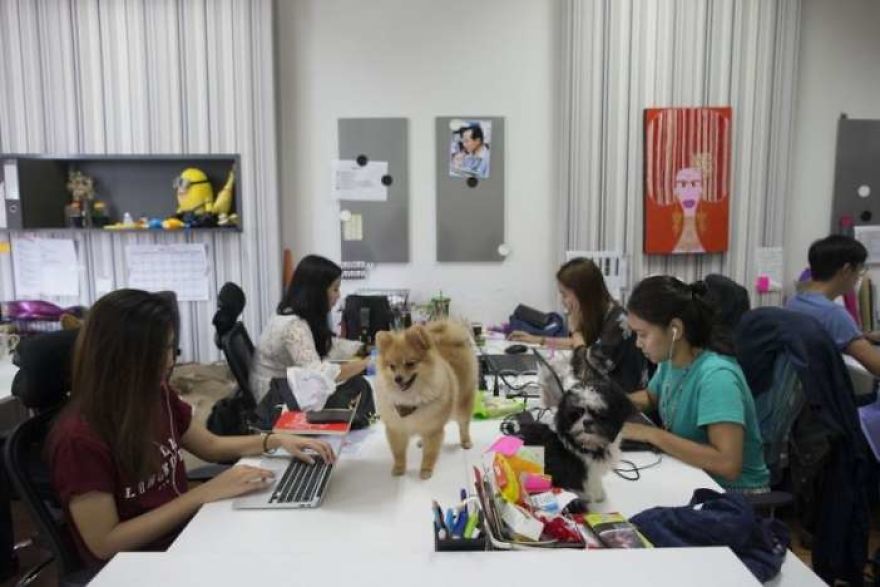 Company Allows Employees To Take Their Pets To Work Company Allows Employees To Take Their Pets To Work