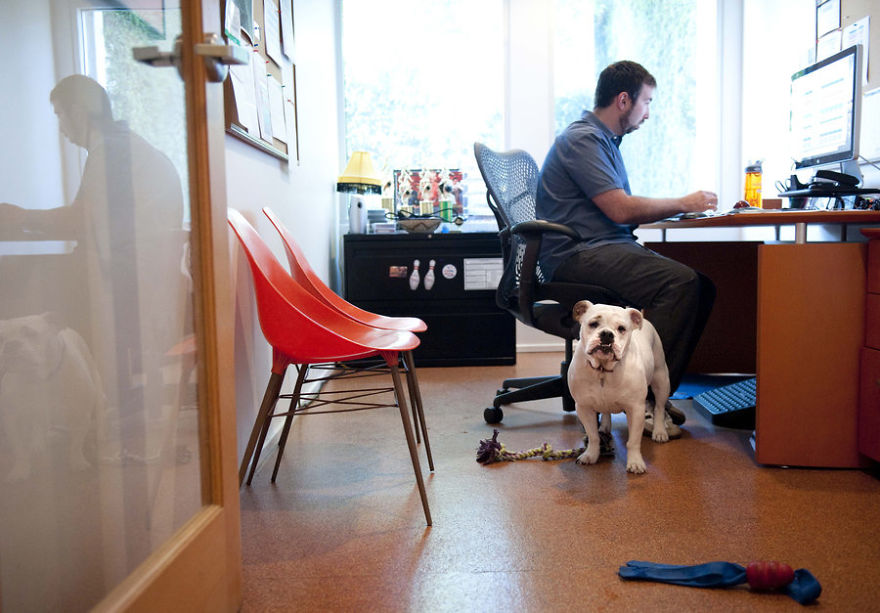 Company Allows Employees To Take Their Pets To Work Company Allows Employees To Take Their Pets To Work