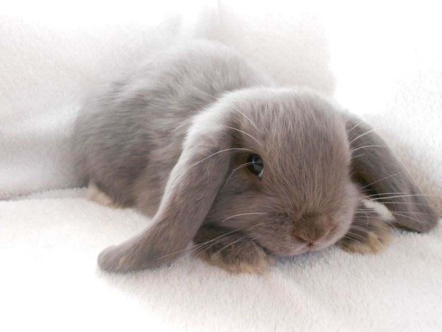 Cute And Interesting Rabbit Facts!