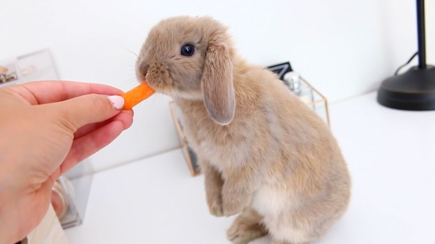 Cute And Interesting Rabbit Facts!