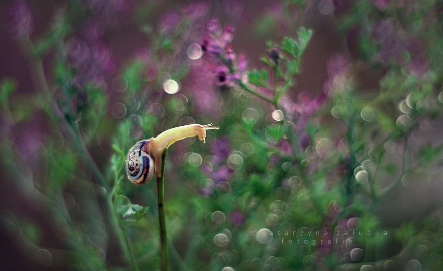 I Photograph Snails In Summer