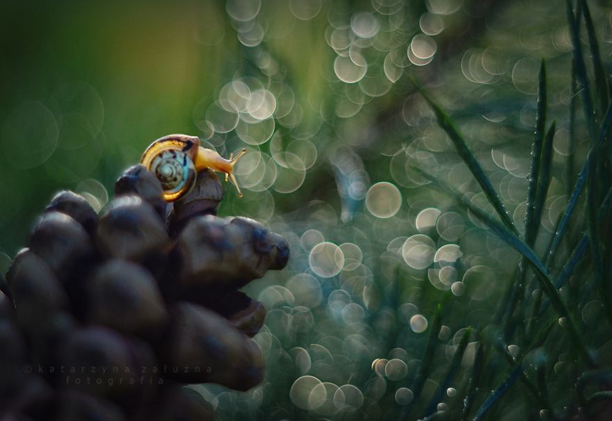 I Photograph Snails In Summer