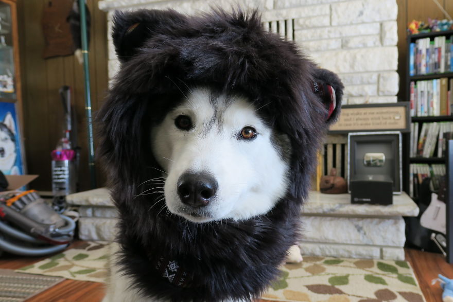 Dogs That Cosplay