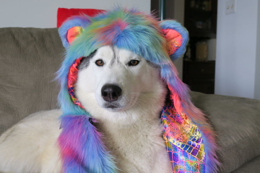 Dogs That Cosplay