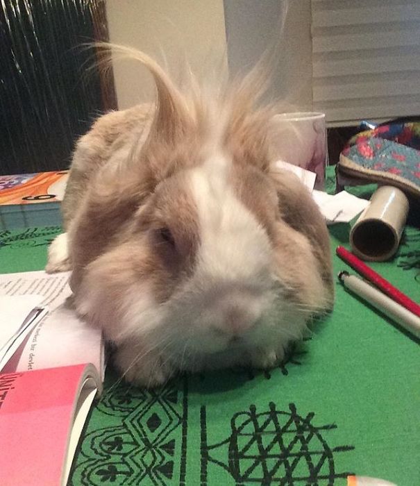 Everthing Expect To Rabbit