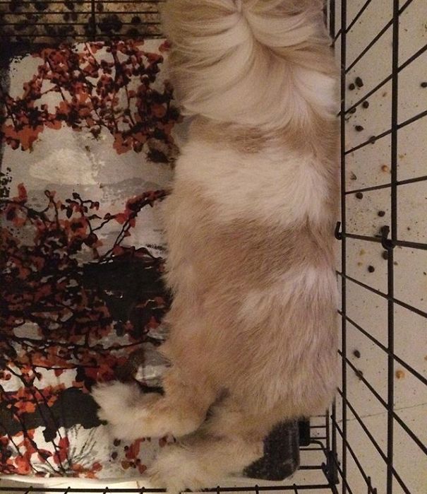 Everthing Expect To Rabbit