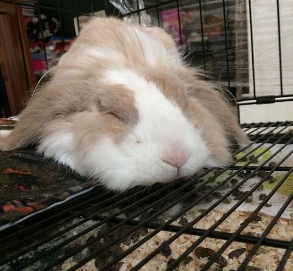 Everthing Expect To Rabbit