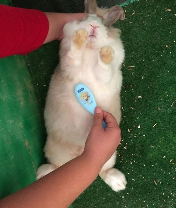 Everthing Expect To Rabbit