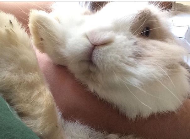 Everthing Expect To Rabbit
