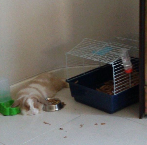 Everthing Expect To Rabbit