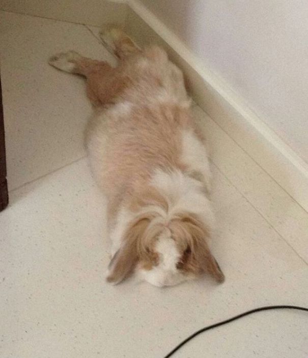 Everthing Expect To Rabbit