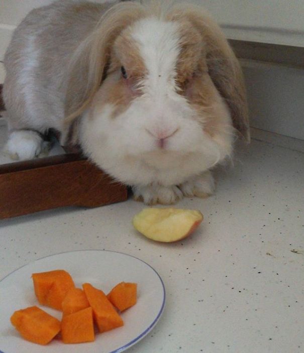 Everthing Expect To Rabbit