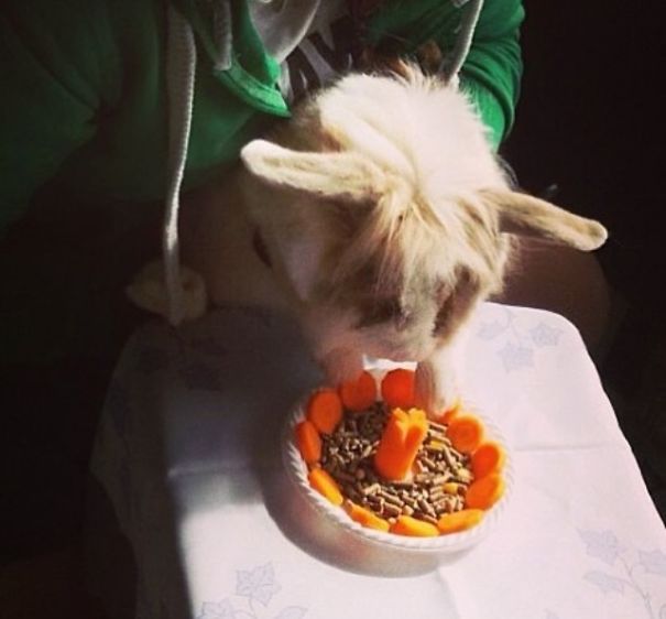 Everthing Expect To Rabbit