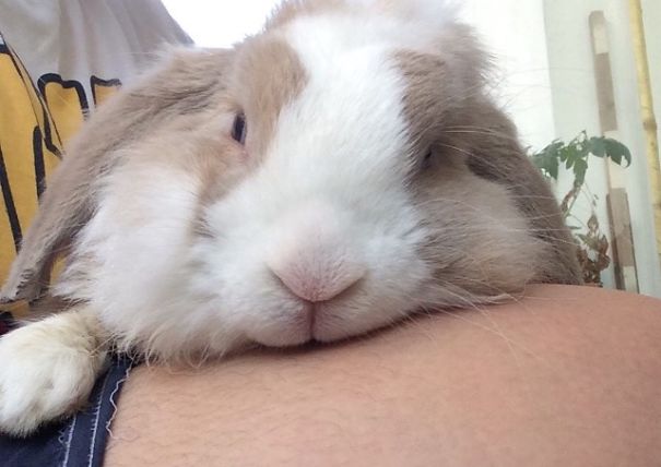 Everthing Expect To Rabbit