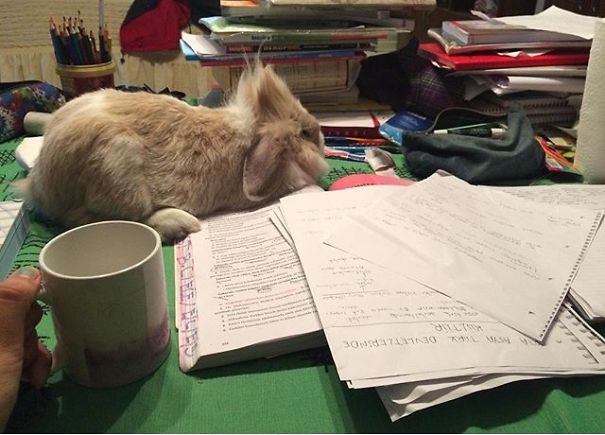 Everthing Expect To Rabbit