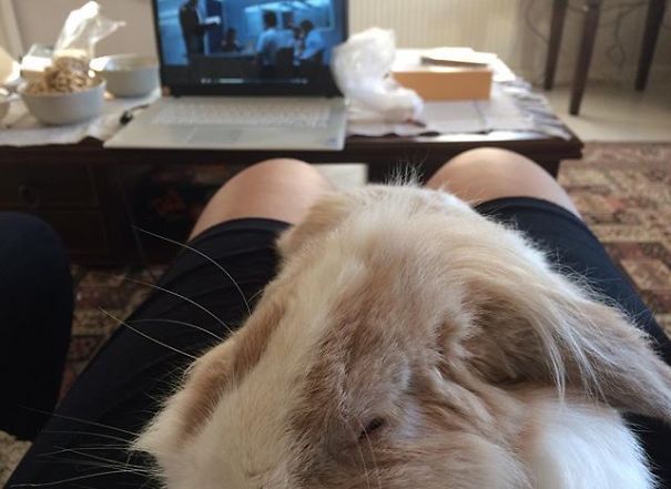Everthing Expect To Rabbit
