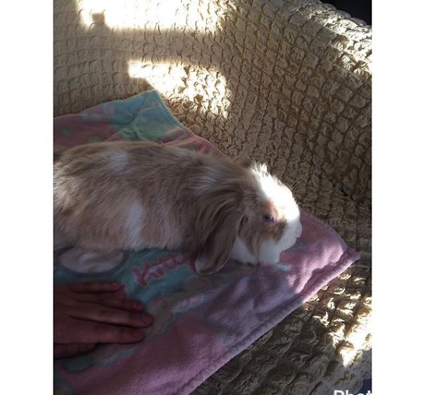 Everthing Expect To Rabbit