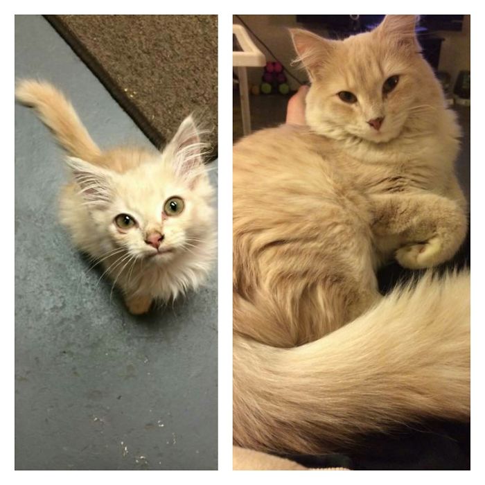 Magick (a Stray Kitten Who I Took In) 2016 And Now 2017. A Year Difference