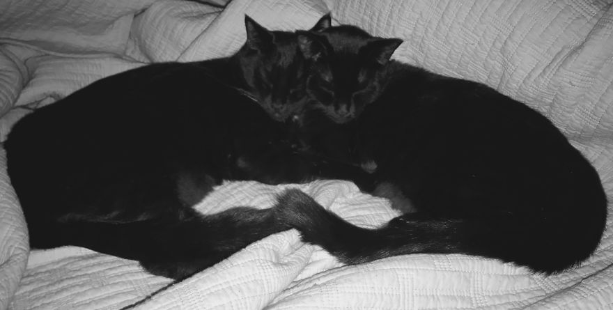 Sibling Love Sibling Love