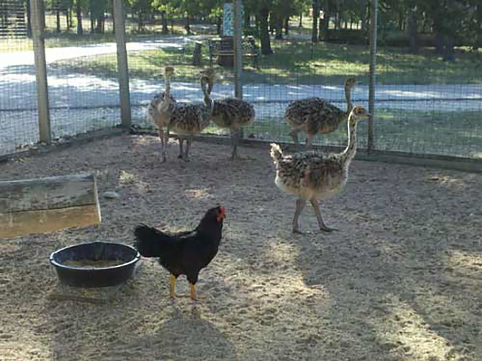 Chicken Adopts Baby Ostriches