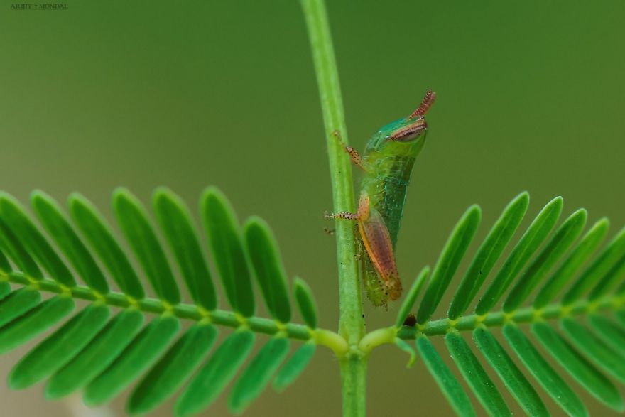 Newly Hatched Grasshopper