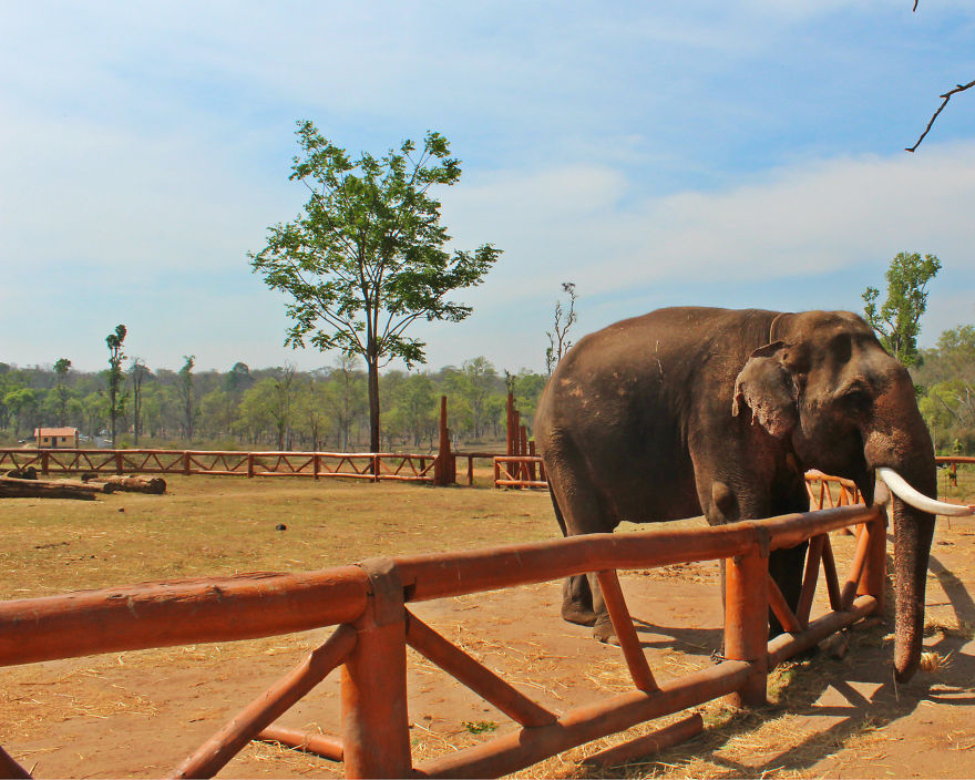 I Spent Some Time At The Dubare, Karnataka And Could Not Feel Enough Affection For The Elephants There
