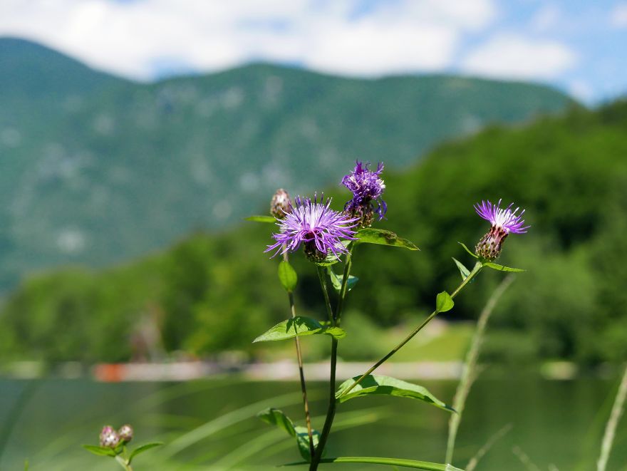 I Took Photos Of Flowers While Travelling Slovenia And Istria (Croatia)