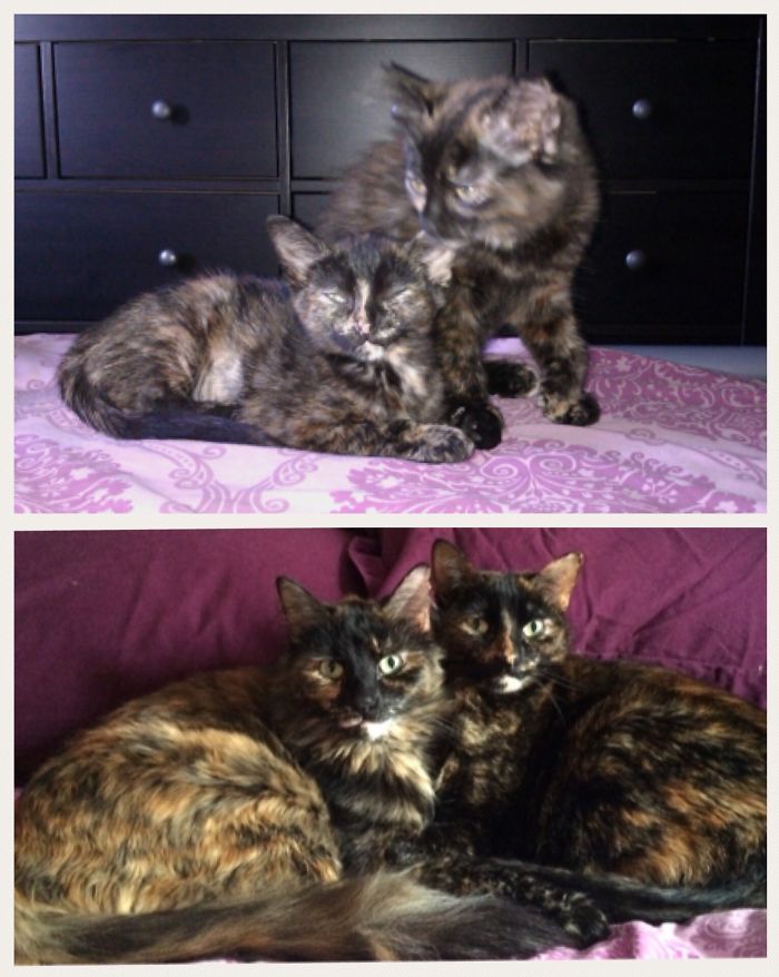 Poppet And Sweetie At 2 Months Vs. 5 Years.