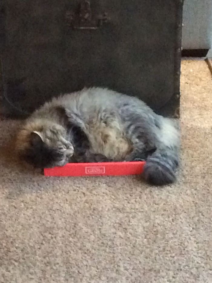 Amount Of Cat > Amount Of Box