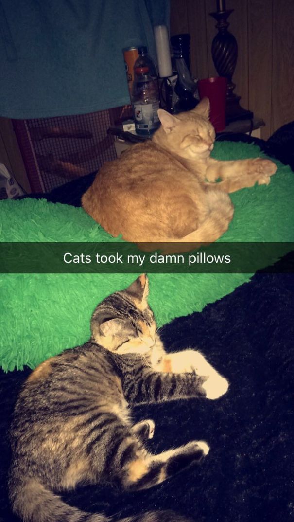 Just My Two Cats Out Of The Seven Taking My Pillows When I Get Up For Water