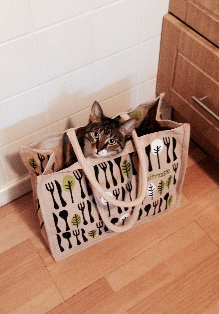 I Love Shopping Bags, Too.