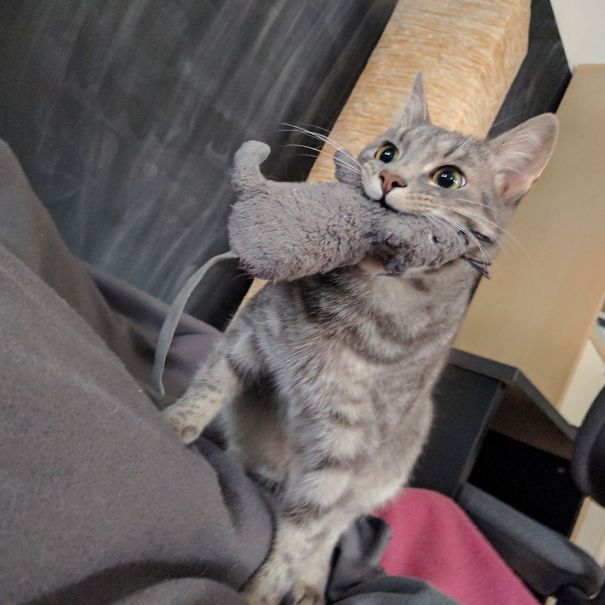 Look What I Got, Play With Me Human!
