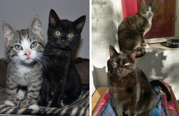 Our Two Rescued Orphans (Not Siblings): Mitzieö And Meowzilla. Now Four Years Old