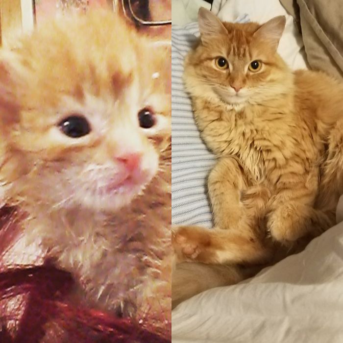 Zelda At 3weeks And 1.5 Years