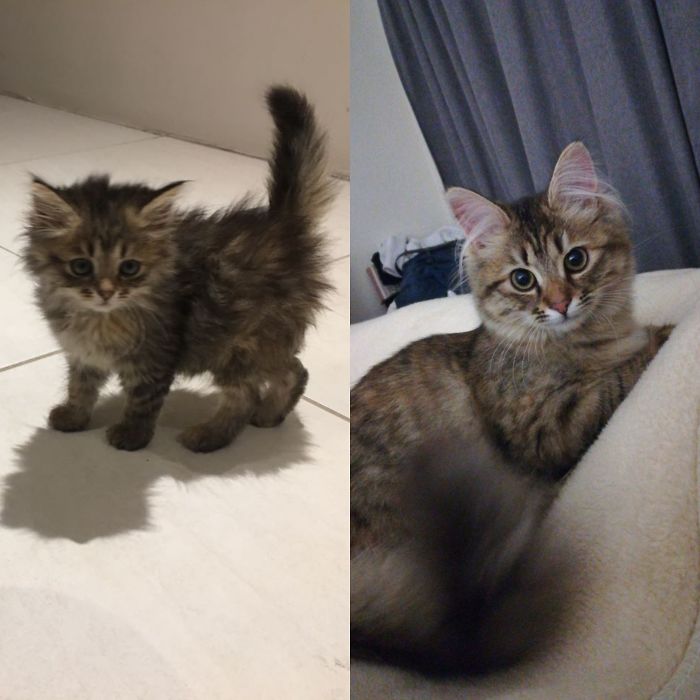 My Little Kiwi The Day I Brought Her Home At 4 Weeks And 4 Months Later