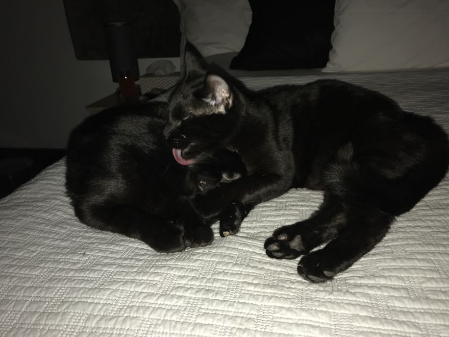 Sibling Love Sibling Love