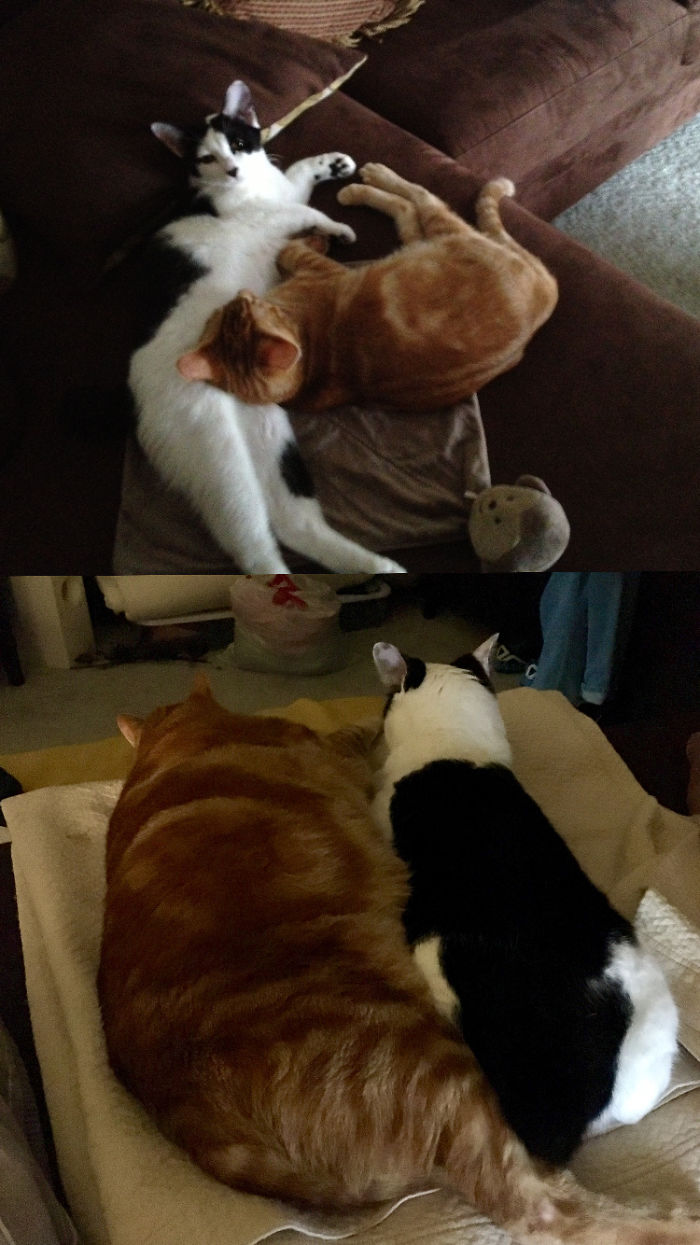 Lucy (B&W) And Linus (Orange). 4 Months Vs 6 Years