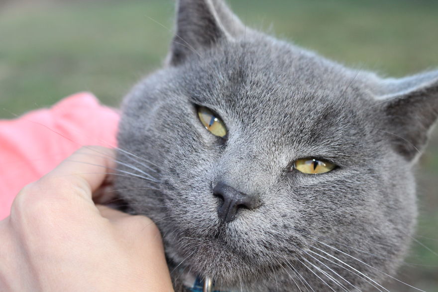 My Photographs On My Pets
