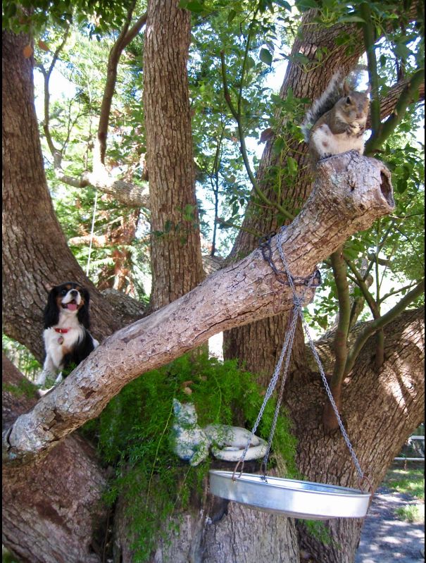 My Dog Climbs Trees After Squirrels.