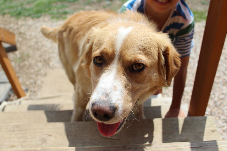 My Photographs On My Pets