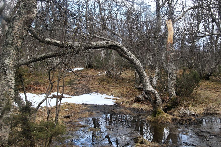 Strange Springforest