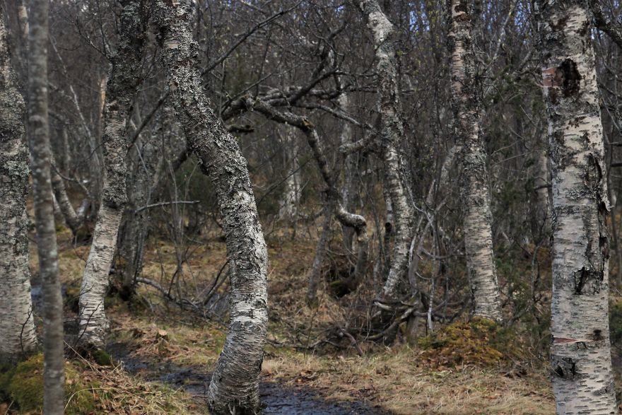 Strange Springforest