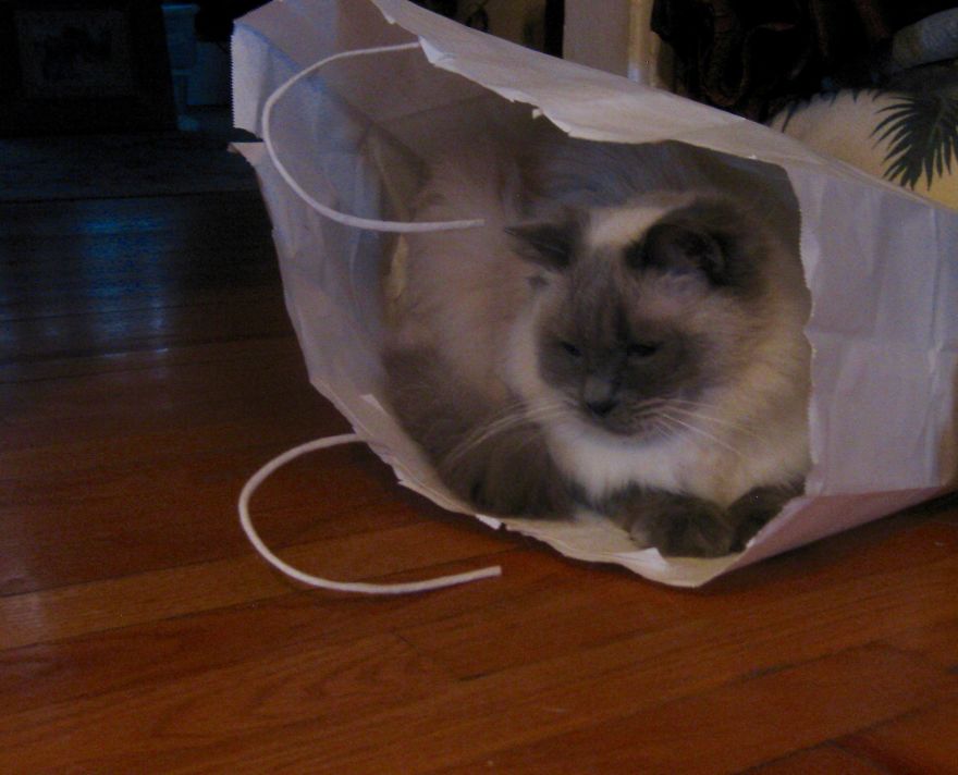 The Cat Is "In The Bag!!"
