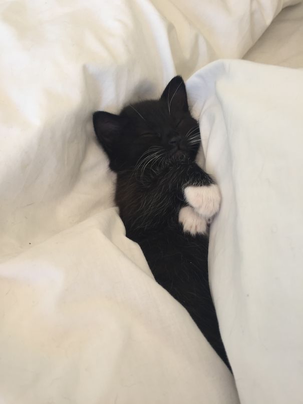 My Sweet Foster Kitten Joined Me For A Nap