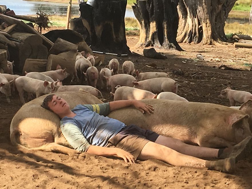 The Swine Herd