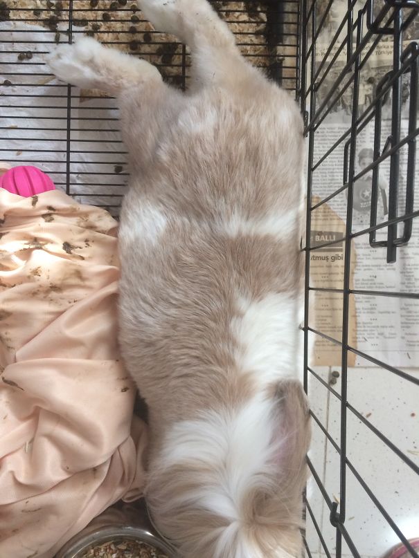Everthing Expect To Rabbit