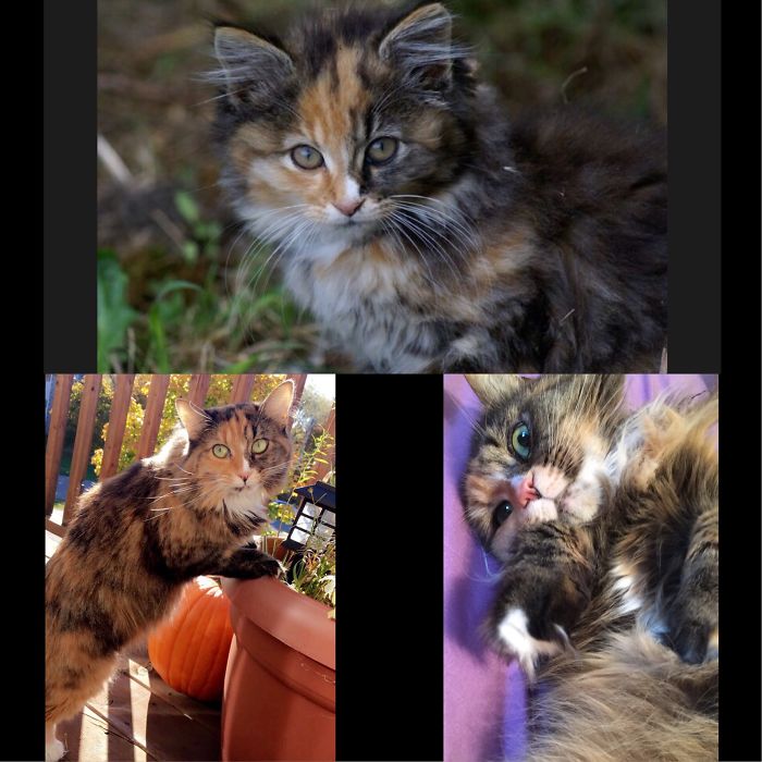 Gemini: Feral Fluff Ball In 2010, Now Seven Years Old And Very Affectionate