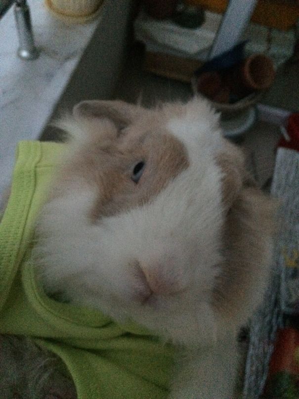 Everthing Expect To Rabbit