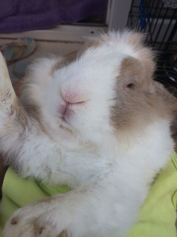 Everthing Expect To Rabbit
